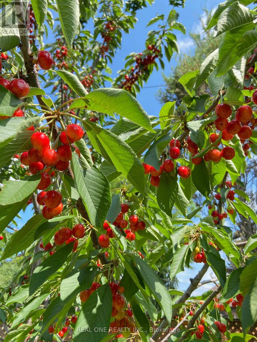 Uper Level - 22 Princeway Drive, Toronto, Ontario  M1R 2V9 - Photo 6 - E12640086