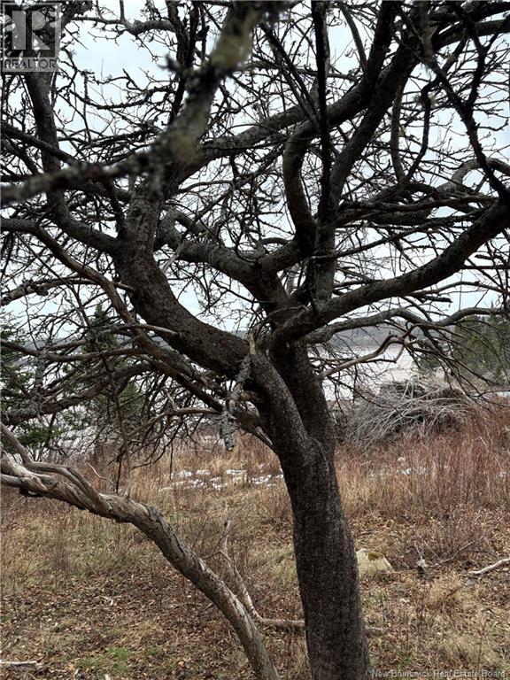 1480 Route 790, Dipper Harbour, New Brunswick  E5J 1W3 - Photo 4 - NB131332