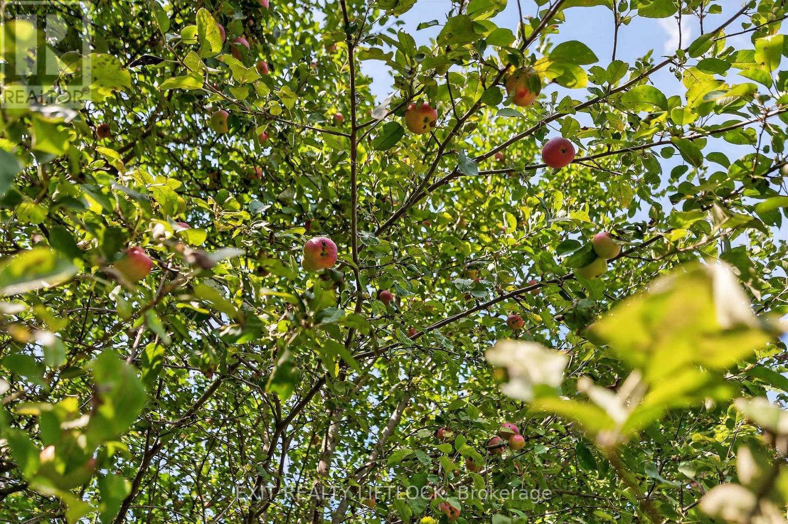 792 County Rd 28, Cavan Monaghan, Ontario  K0L 1B0 - Photo 40 - X12414990