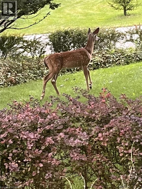 132 Hillcrest Avenue, Flamborough, Ontario  L9H 4X8 - Photo 37 - 40778719