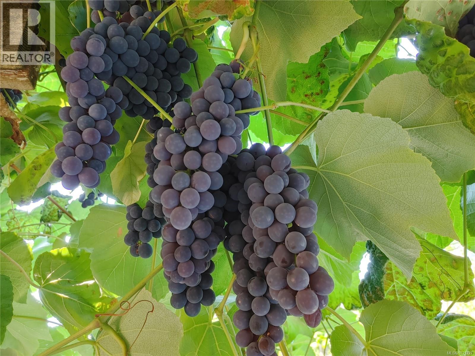 9644 Lakeshore Rd, Port Alberni, British Columbia  V9Y 8Z3 - Photo 51 - 1021727