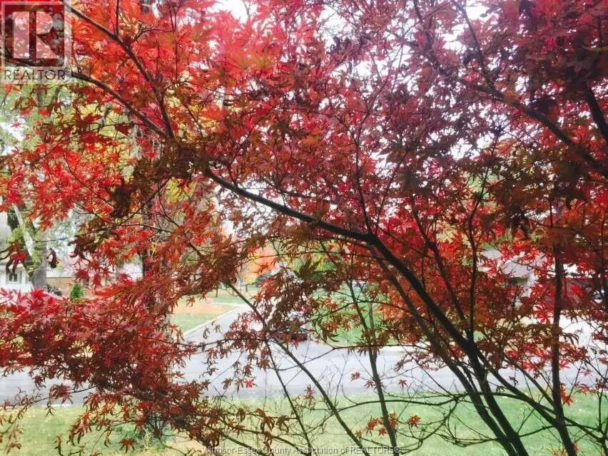 3735 Glenwood, Windsor, Ontario  N9E 2Y6 - Photo 47 - 25031646