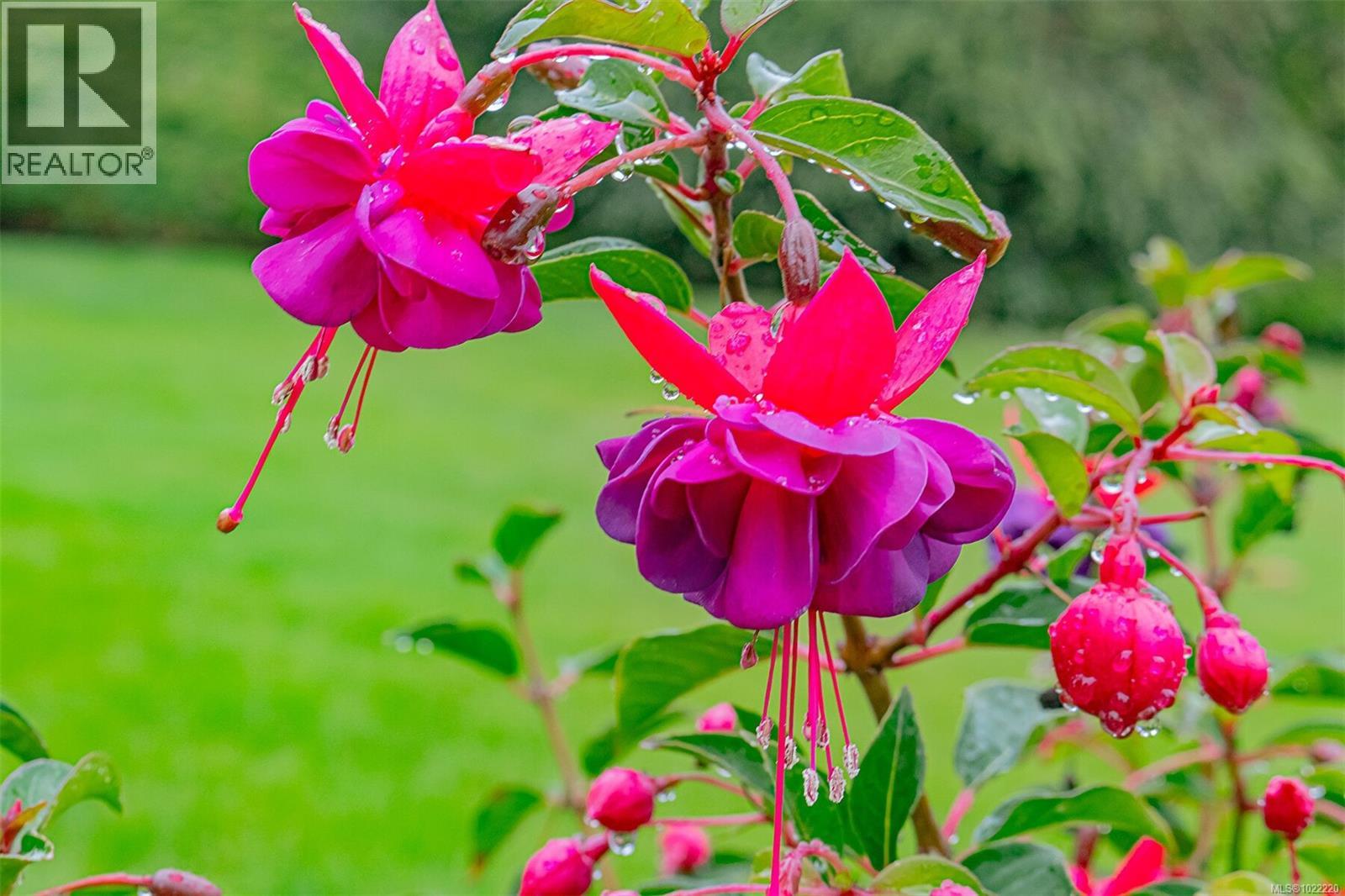 3572 Cedar Hill Rd, Saanich, British Columbia  V8P 3Z1 - Photo 48 - 1022220