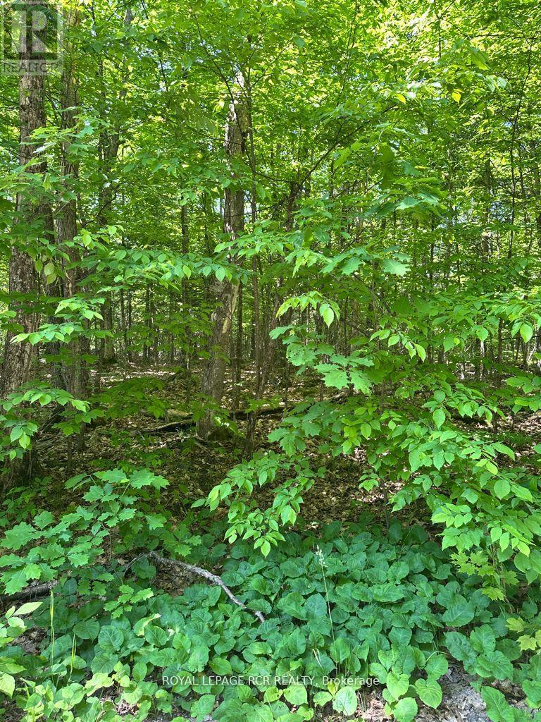 Pt Lot 6 Con 10 Monmouth Madill Road, Highlands East, Ontario  K0M 1R0 - Photo 4 - X12652172