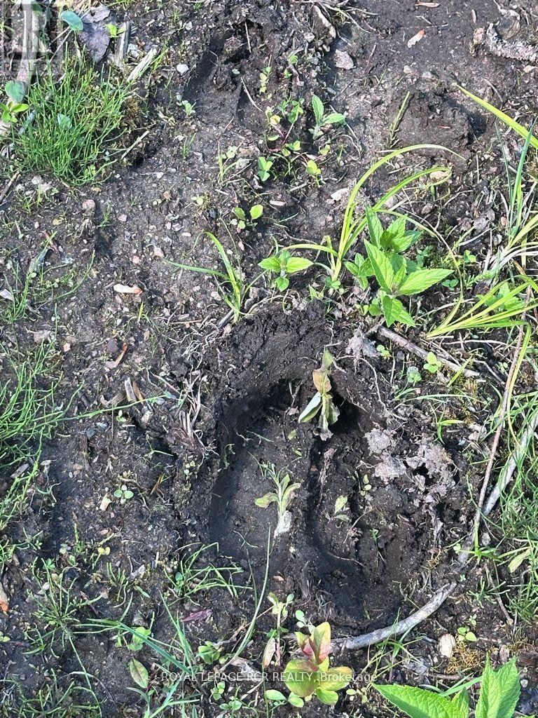 Pt Lot 6 Con 10 Monmouth Madill Road, Highlands East, Ontario  K0M 1R0 - Photo 8 - X12652172