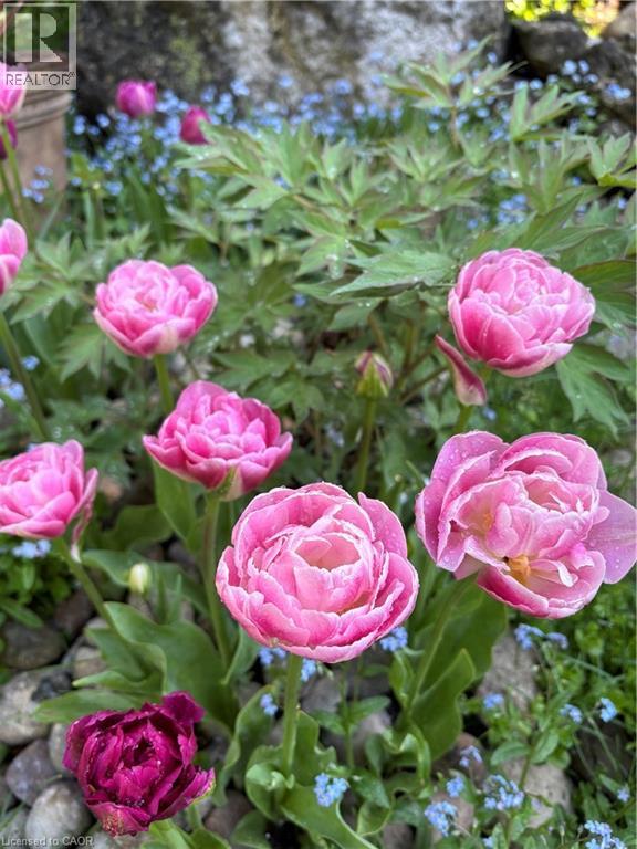 139 Campbell Avenue W, Campbellville, Ontario  L0P 1B0 - Photo 29 - 40793603