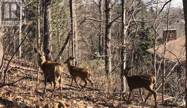 350 Sarnia Road, London North (North K), Ontario  N6G 1N3 - Photo 11 - X12655602