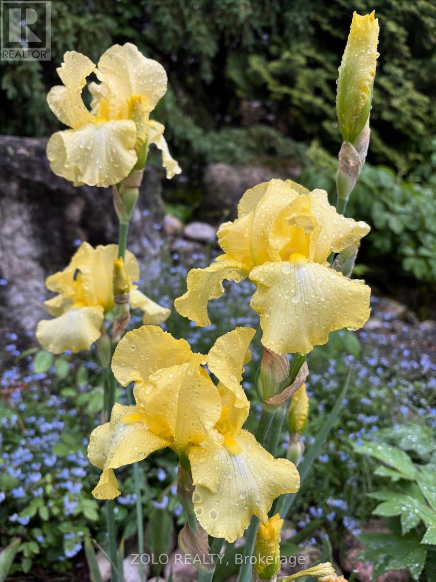 139 Campbell Avenue W, Milton, Ontario  L0P 1B0 - Photo 35 - W12628208