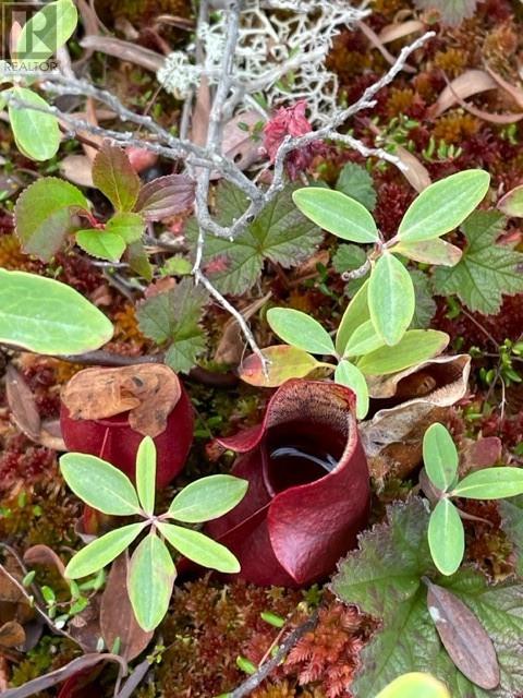 460 Route - White's Road, Gull Pond, Newfoundland & Labrador  A2N 2Y4 - Photo 14 - 1277727