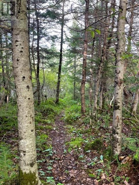 460 Route - White's Road, Gull Pond, Newfoundland & Labrador  A2N 2Y4 - Photo 29 - 1277727