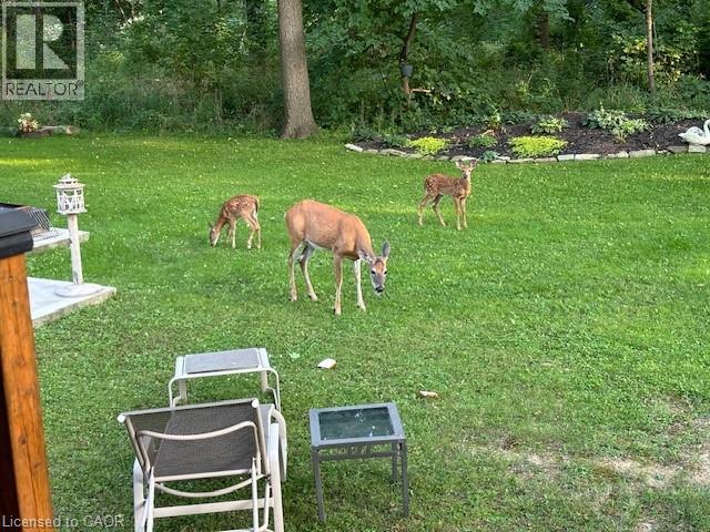 16 Freeland Court, Hamilton, Ontario  L8S 3R5 - Photo 44 - 40787879