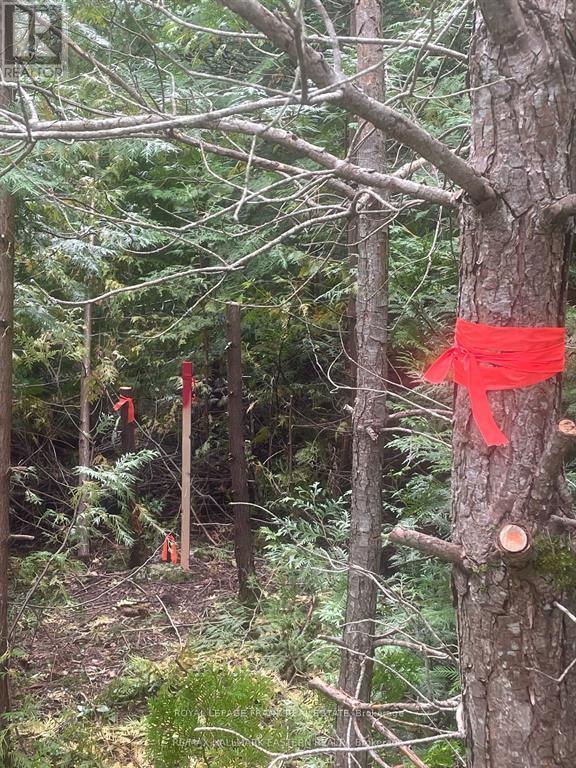 00 Adams-Cummings Road, Trent Lakes, Ontario  K0L 2J0 - Photo 3 - X12663848