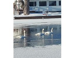 15 NORTH WATER STREET, Kawartha Lakes, Ontario