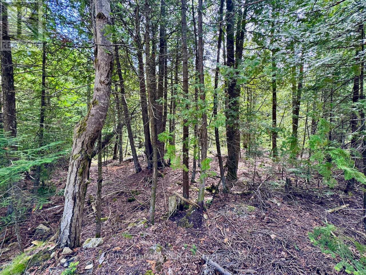 104 Little Pine Drive, Northern Bruce Peninsula, Ontario  N0H 1W0 - Photo 13 - X12664618