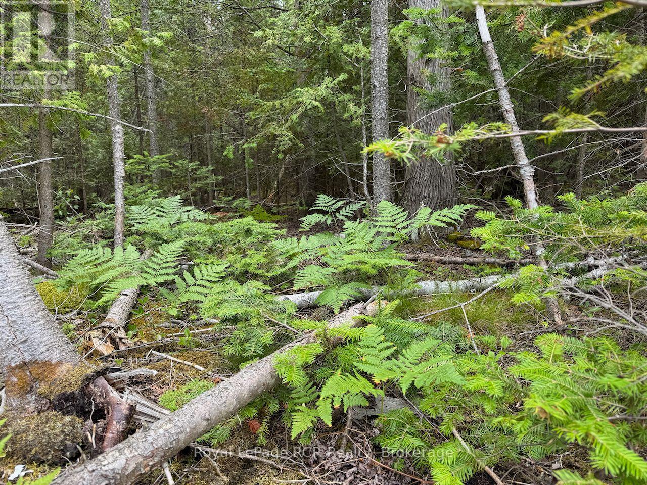 104 Little Pine Drive, Northern Bruce Peninsula, Ontario  N0H 1W0 - Photo 27 - X12664618