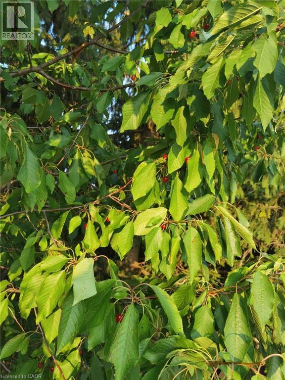 109 Beechmanor Crescent, Kitchener, Ontario  N2N 3H5 - Photo 46 - 40796244