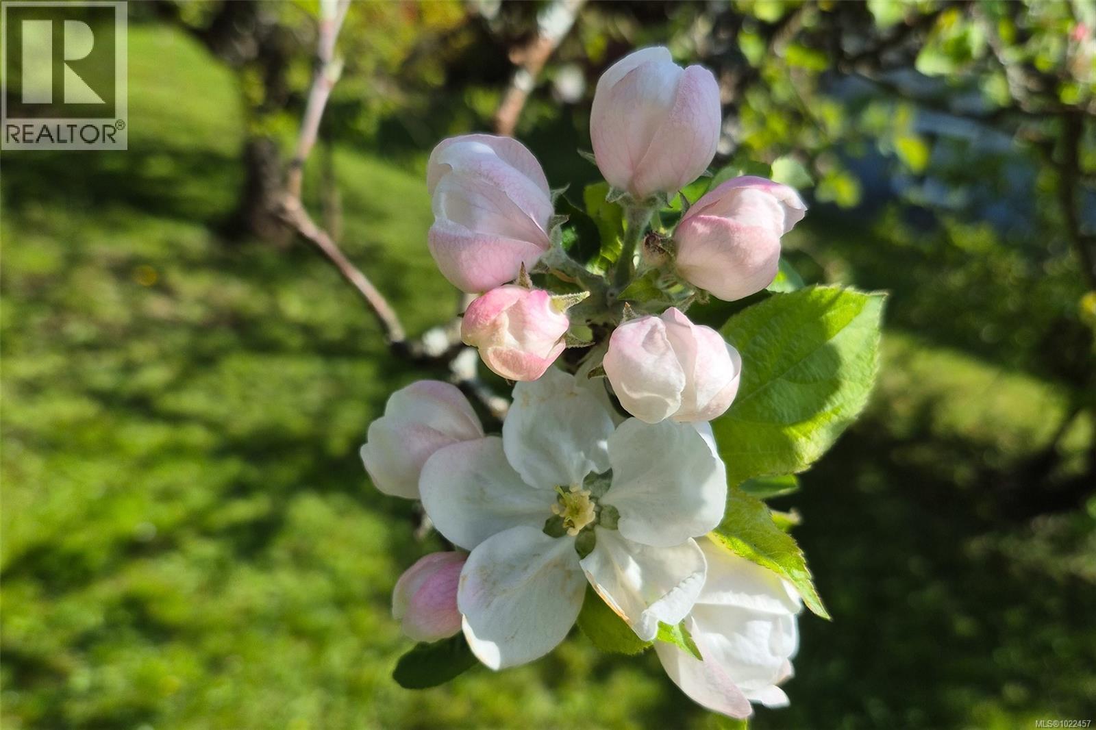 3638 6th Ave, Port Alberni, British Columbia  V9Y 4L8 - Photo 18 - 1022457