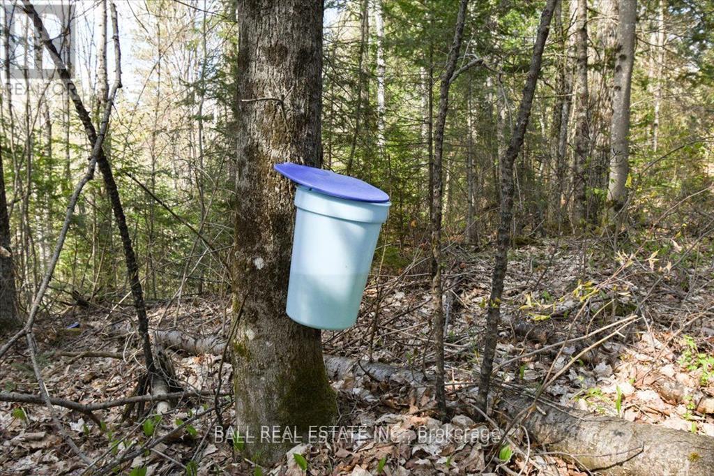 0 Clydesdale Road, North Kawartha, Ontario  K0L 1A0 - Photo 8 - X12668694