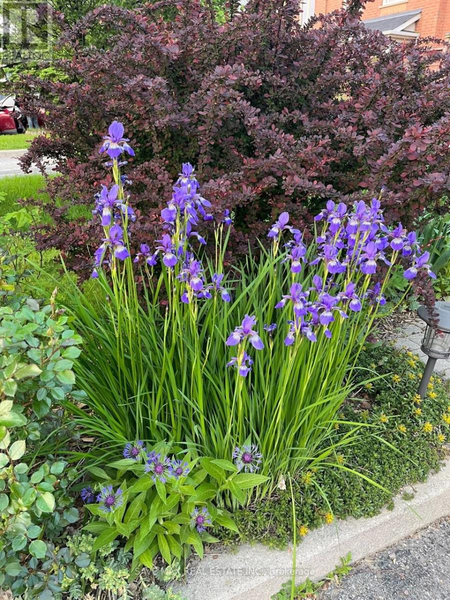 13 Pressed Brick Drive, Brampton, Ontario  L6V 4K8 - Photo 43 - W12659396