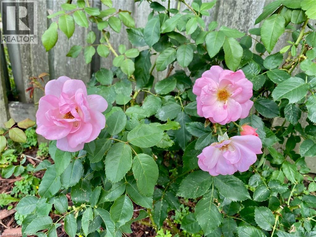 6 Adler Avenue, Hamilton, Ontario  L8W 3C3 - Photo 30 - 40796183