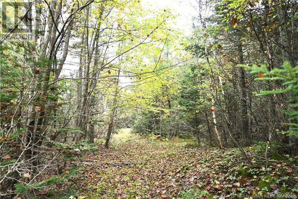 155 Hutchins Heights Road, Welshpool, New Brunswick  E5E 1H2 - Photo 2 - NB131793