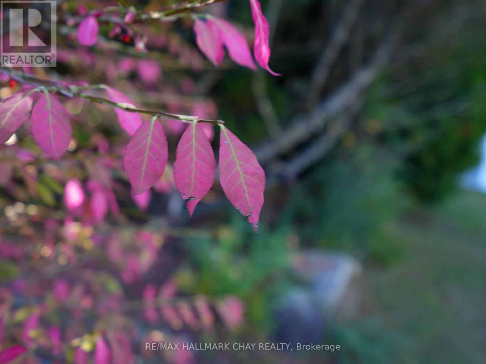 7558 Concession Road 2 Road, Adjala-Tosorontio, Ontario  L0M 1M0 - Photo 40 - N12671038