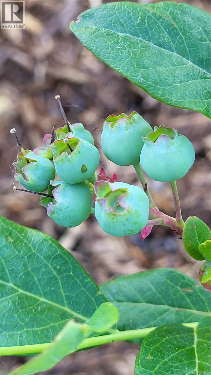 2115 Minto Ave, Nanaimo, British Columbia  V9X 1R7 - Photo 71 - 1022351