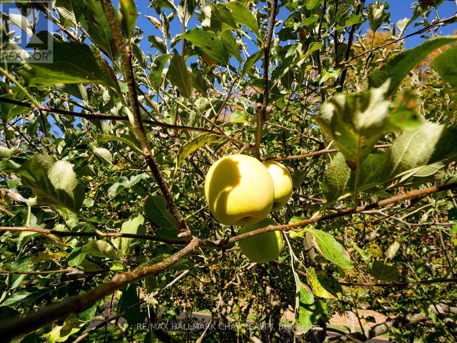 7558 Concession Road 2 Road, Adjala-Tosorontio, Ontario  L0M 1M0 - Photo 39 - N12671038