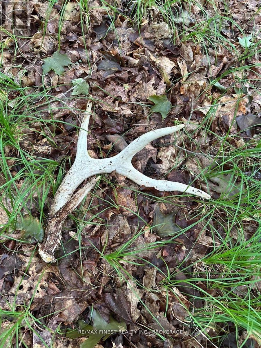 1042 St Pierre Road, Frontenac, Ontario  K0H 2C0 - Photo 4 - X12672924