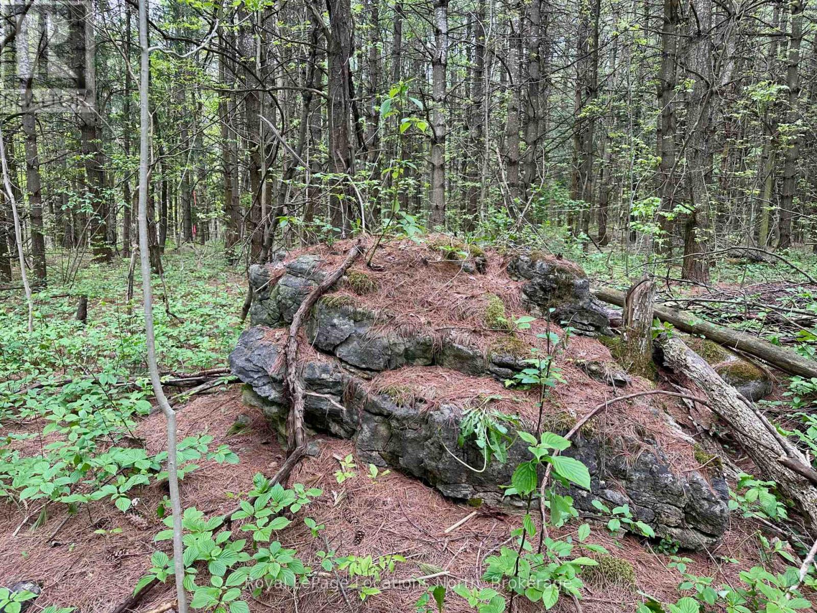 777215 Highway 10, Chatsworth, Ontario  N0H 1R0 - Photo 14 - X12554758