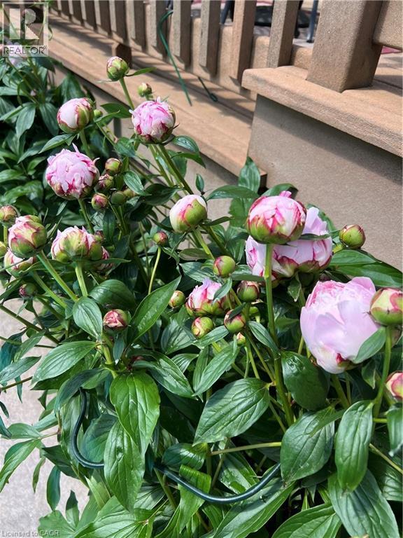 75 Etherington Crescent, Binbrook, Ontario  L0R 1C0 - Photo 50 - 40796307