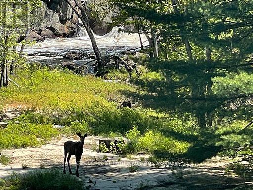 8101 Kings River Road, Ramara, Ontario  L0K 2B0 - Photo 47 - S12677860