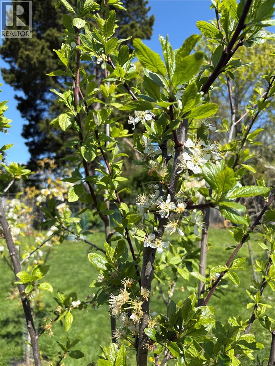 6716 Ayre Rd, Sooke, British Columbia  V9Z 0H1 - Photo 27 - 1013137