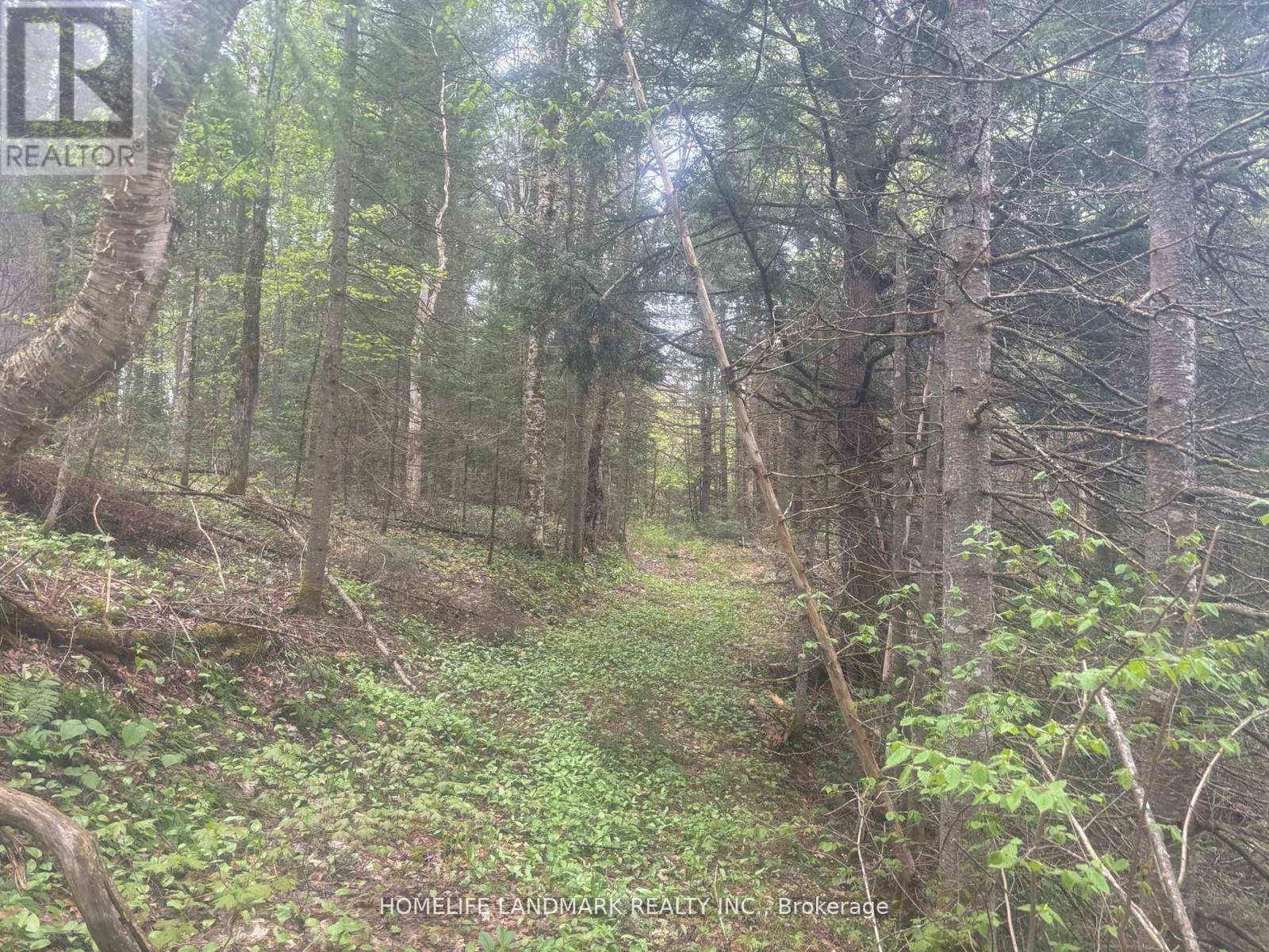 1995 Bear Cave Road, Muskoka Lakes, Ontario  P0C 1J0 - Photo 11 - X12679080