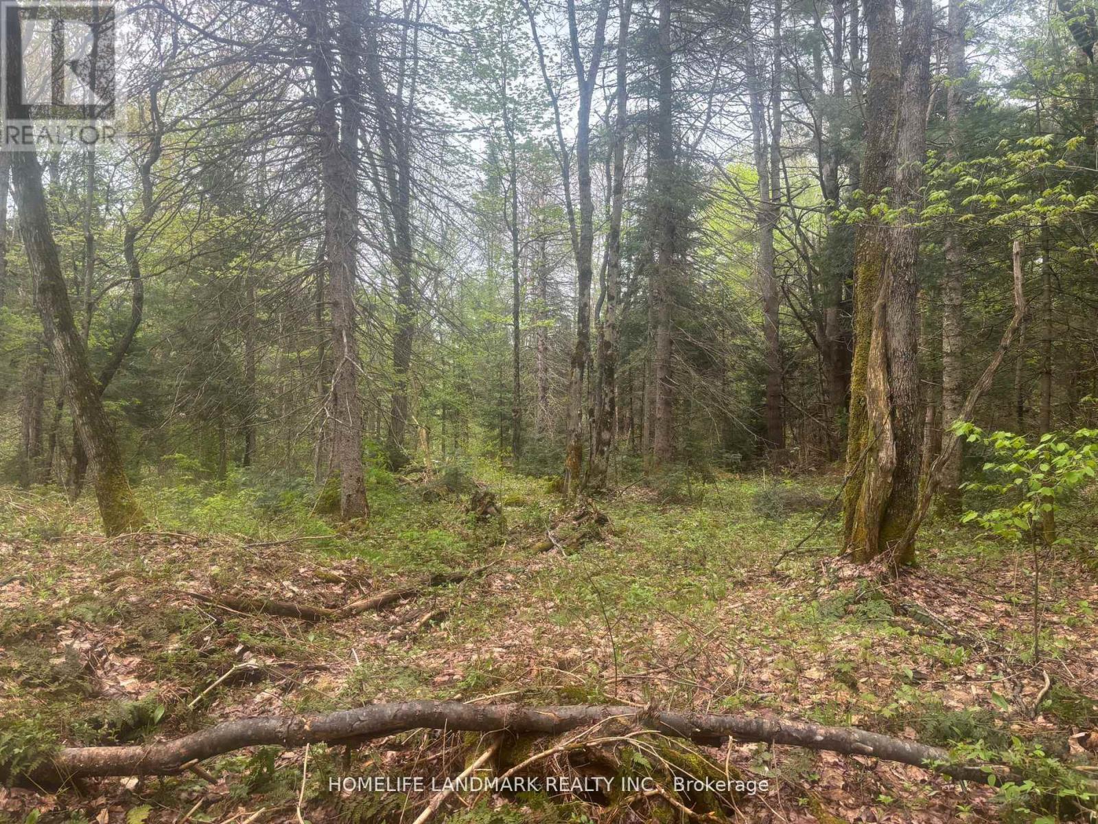 1995 Bear Cave Road, Muskoka Lakes, Ontario  P0C 1J0 - Photo 13 - X12679080