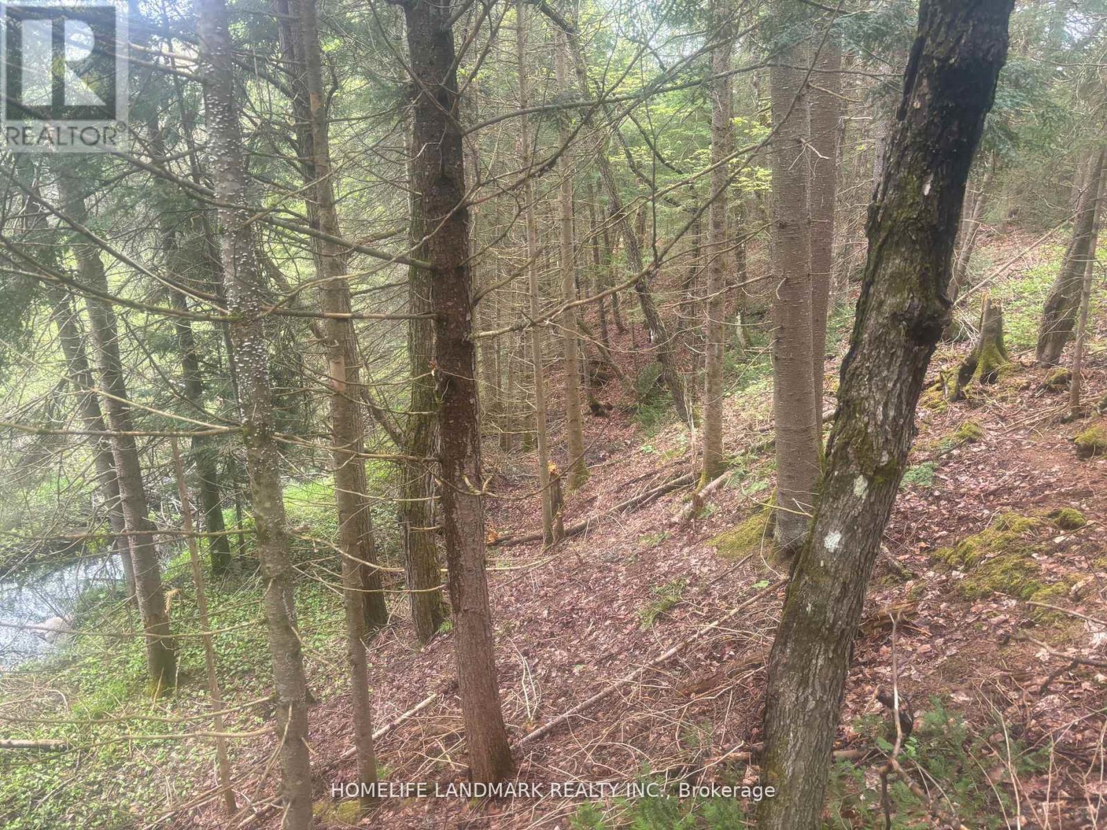 1995 Bear Cave Road, Muskoka Lakes, Ontario  P0C 1J0 - Photo 14 - X12679080