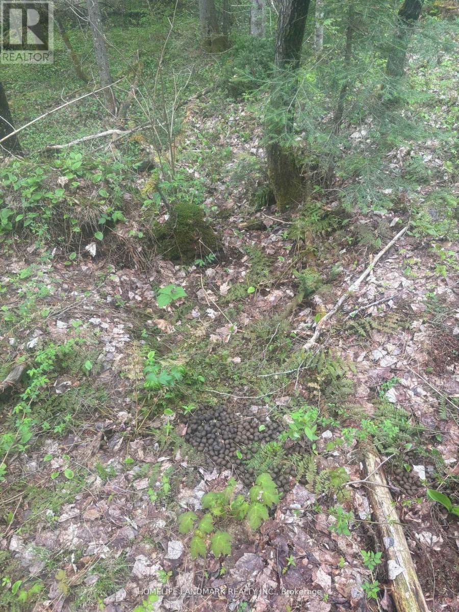 1995 Bear Cave Road, Muskoka Lakes, Ontario  P0C 1J0 - Photo 19 - X12679080