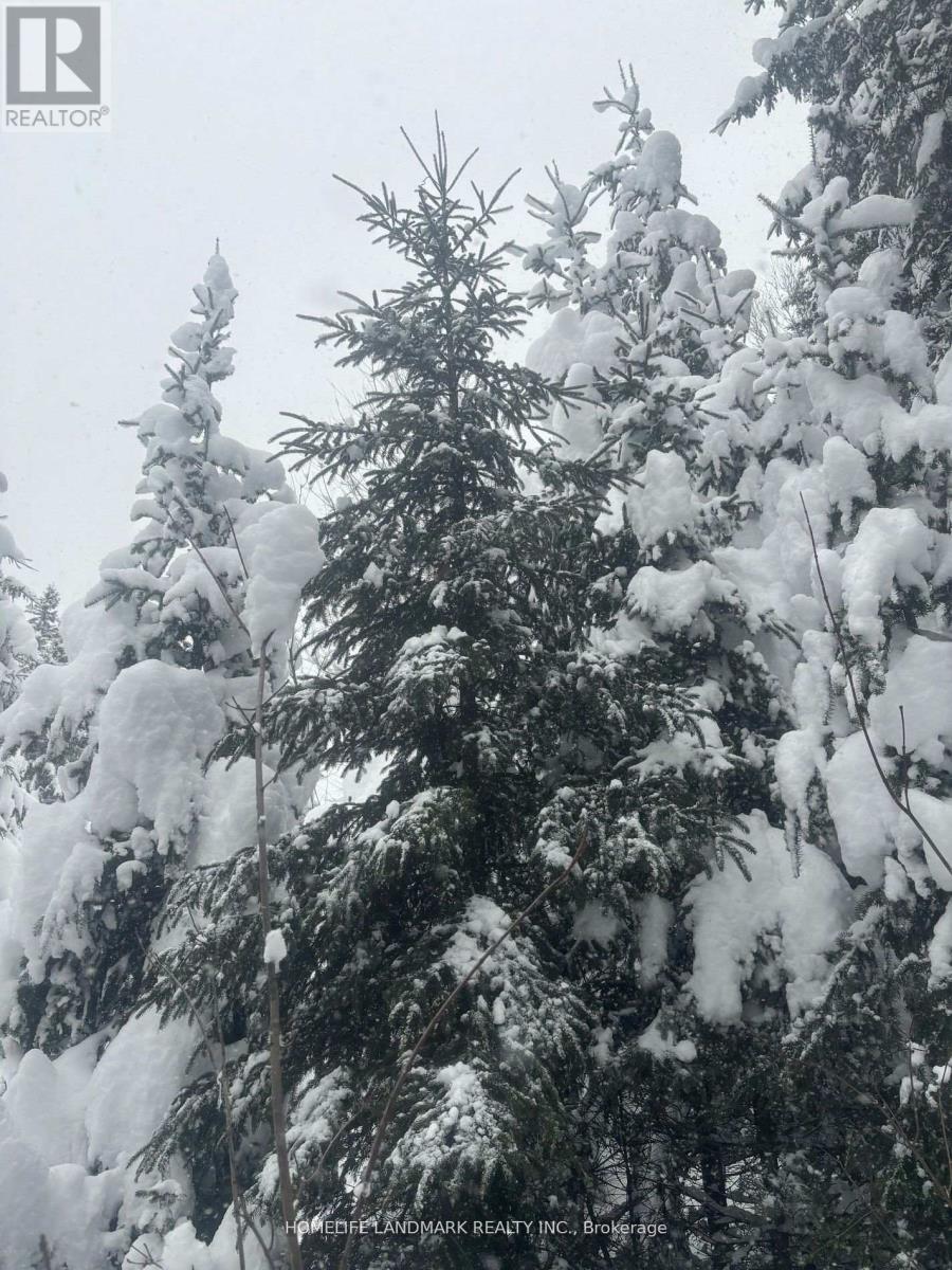 1995 Bear Cave Road, Muskoka Lakes, Ontario  P0C 1J0 - Photo 23 - X12679080