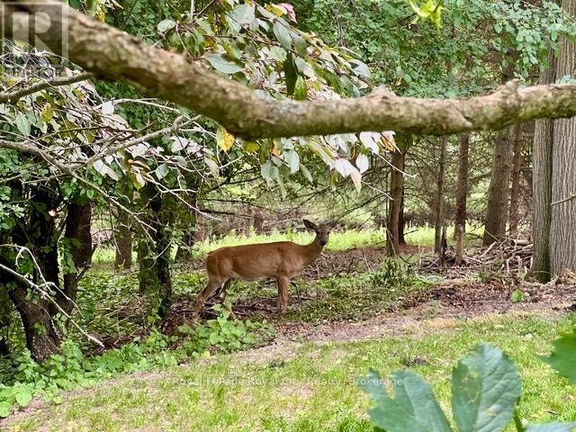 52 Hilldale Crescent, Guelph, Ontario  N1G 4B8 - Photo 47 - X12679226