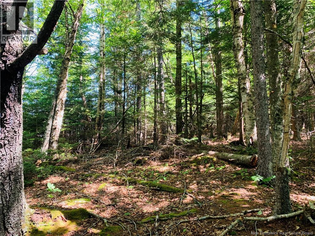 85-39 Alder Court, Wilsons Beach, New Brunswick  E5E 1Z4 - Photo 4 - NB131937