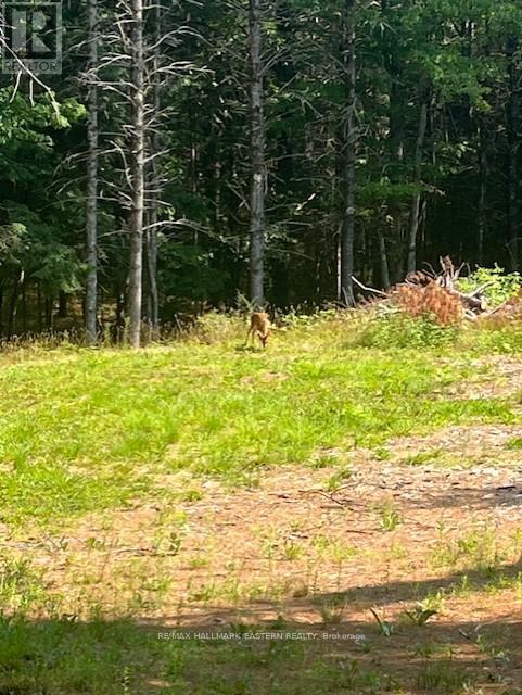 942 Balmer Road, North Kawartha, Ontario  K0L 1A0 - Photo 3 - X12452171