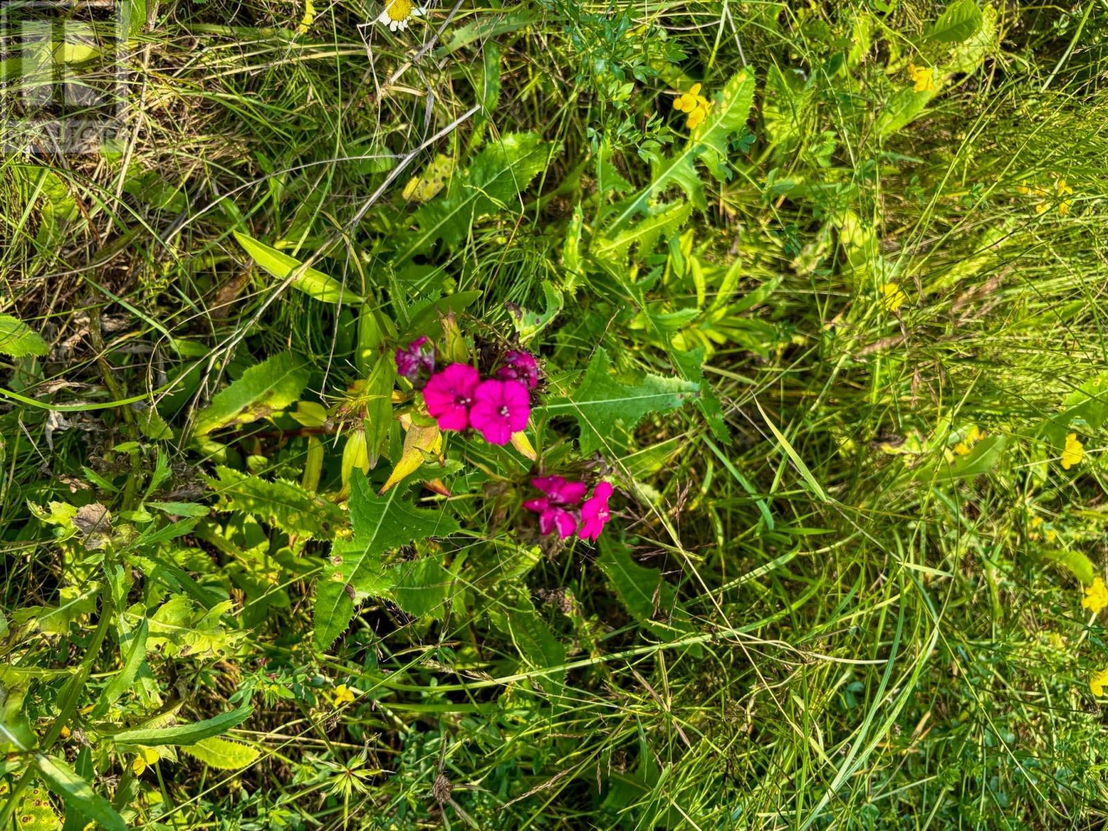 1 1 Thompson Is, Lake Of The Woods, S Of Kenora, Ontario  P0X 1C0 - Photo 31 - TB252539