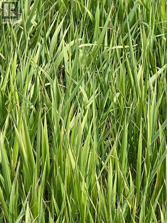 Portion Of Ne 2 74 9 W6 & Nw 2 74 9 W6, La Glace, Alberta  T0H 2J0 - Photo 16 - A2278258