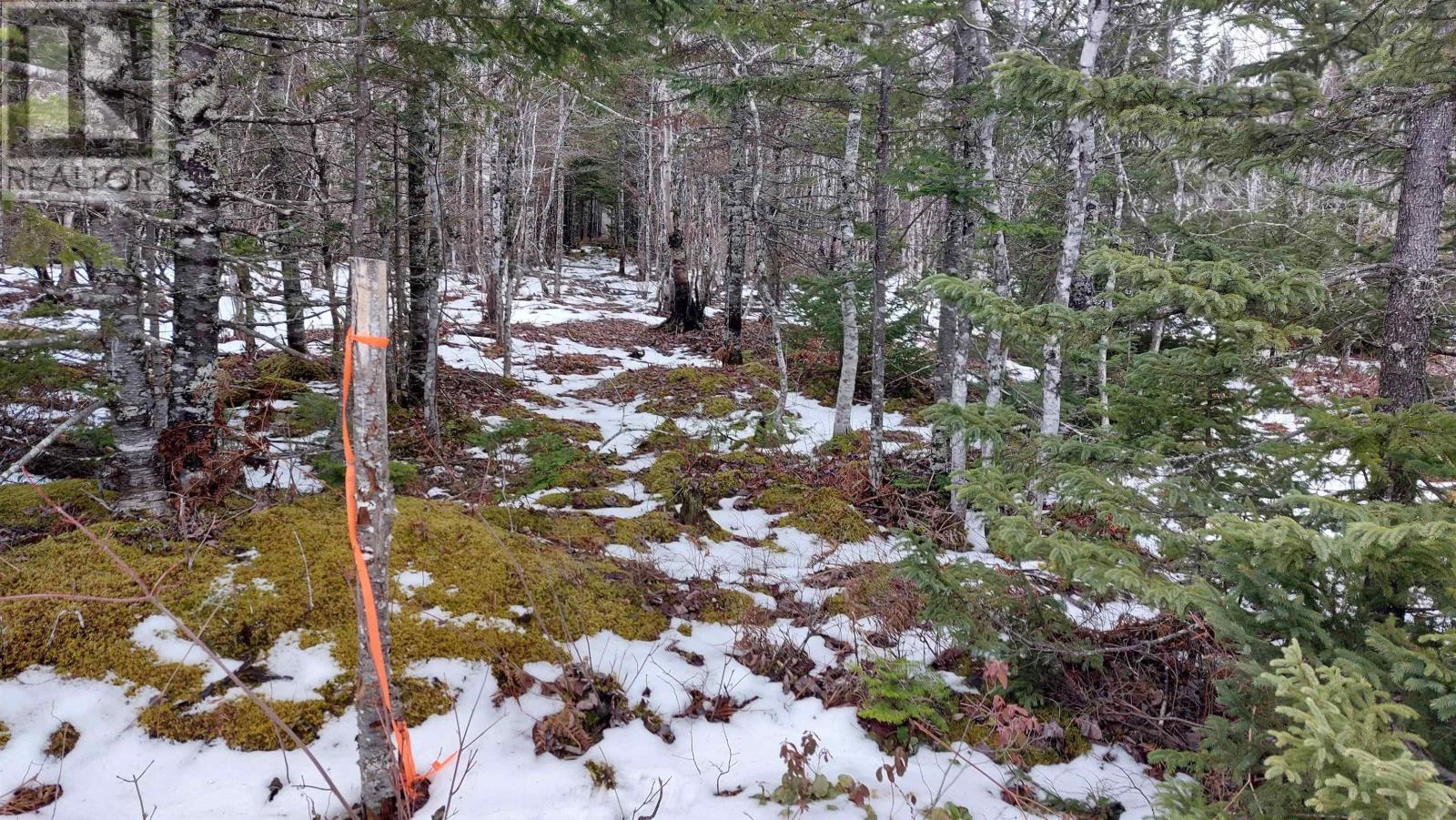 Lot 20 Helmuts Lane, Cleveland, Nova Scotia  B0E 1J0 - Photo 7 - 202600454