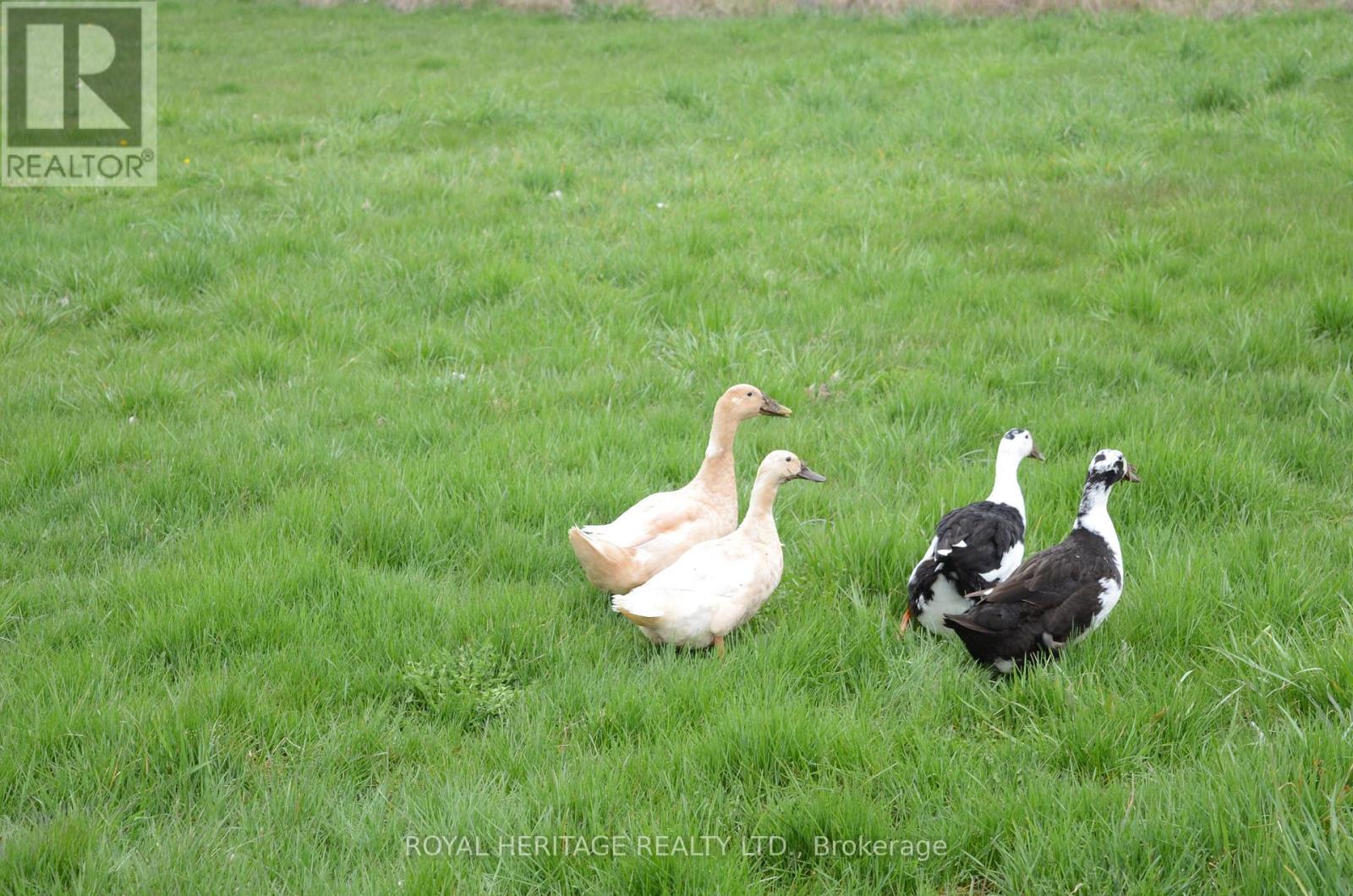 540 Kirkfield Road, Kawartha Lakes, Ontario  K0M 2T0 - Photo 26 - X12683918