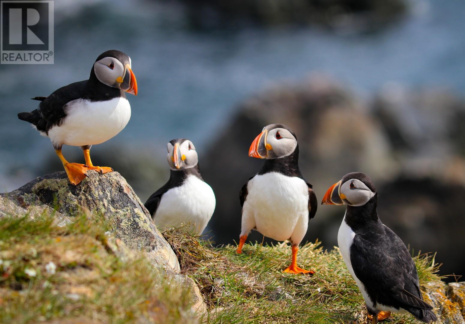 49-51 Maberly Road, Elliston, Newfoundland & Labrador  A0C 1N0 - Photo 5 - 1283931