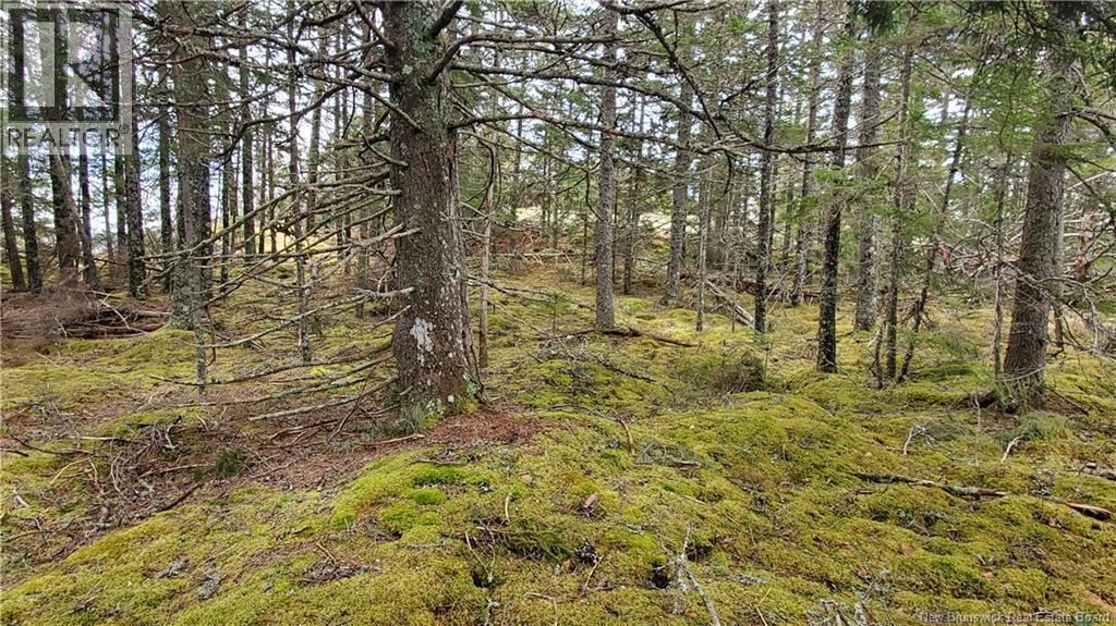 Cunningham Beach Dock Road, Chamcook, New Brunswick  E5B 0A9 - Photo 9 - NB132266