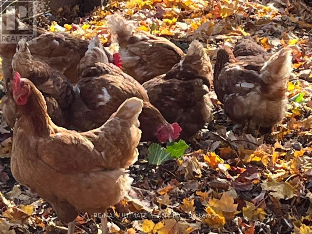 16900 Nestleton Road, Scugog, Ontario  L0B 1L0 - Photo 45 - E12702098