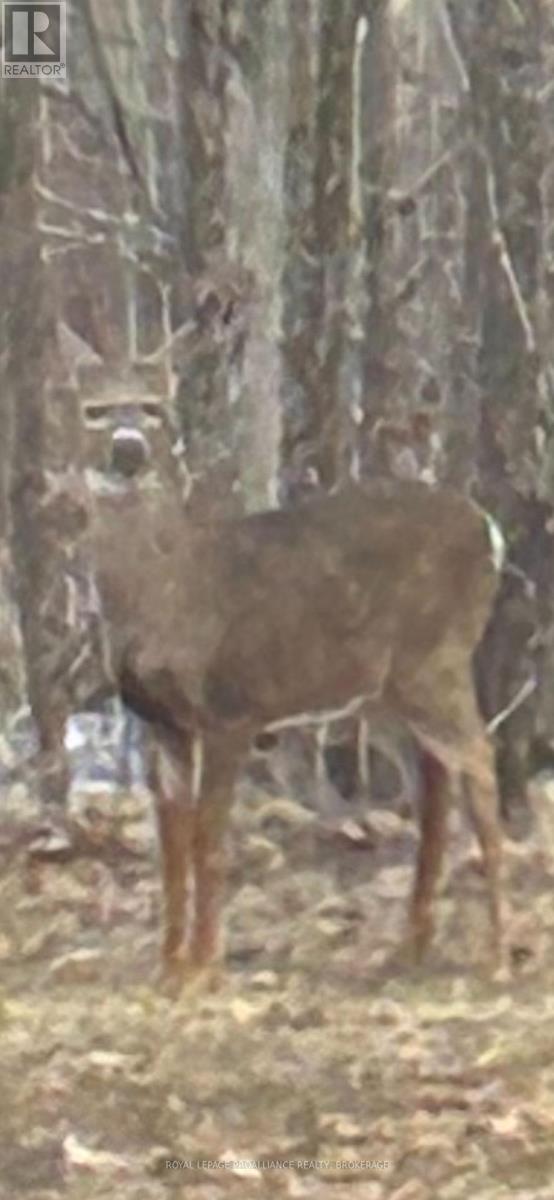 384 Big Crosby Lake Road, Rideau Lakes, Ontario  K0G 1X0 - Photo 38 - X12703324