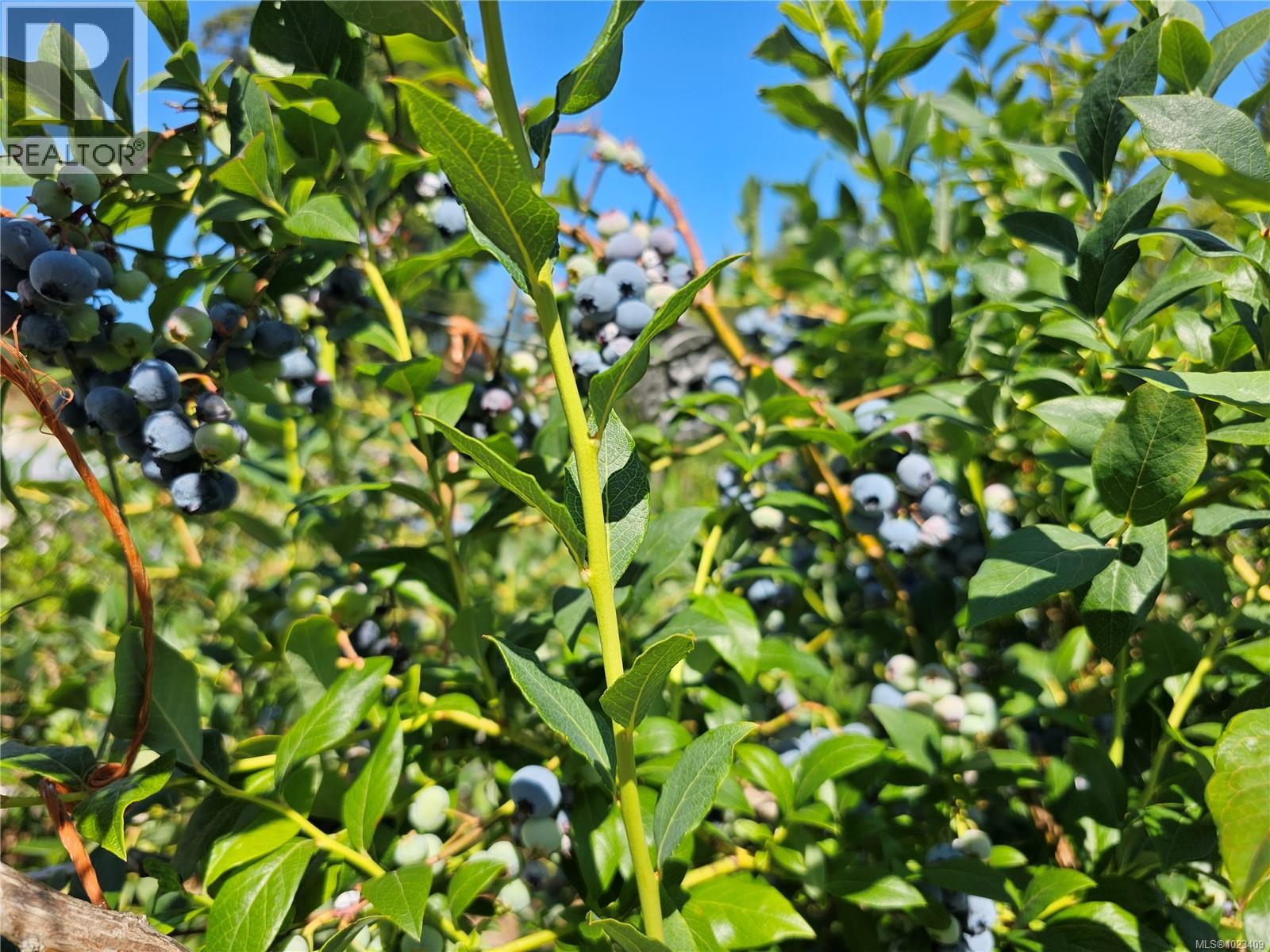 2156 Coleman Rd, Courtenay, British Columbia  V9J 1P2 - Photo 3 - 1023409